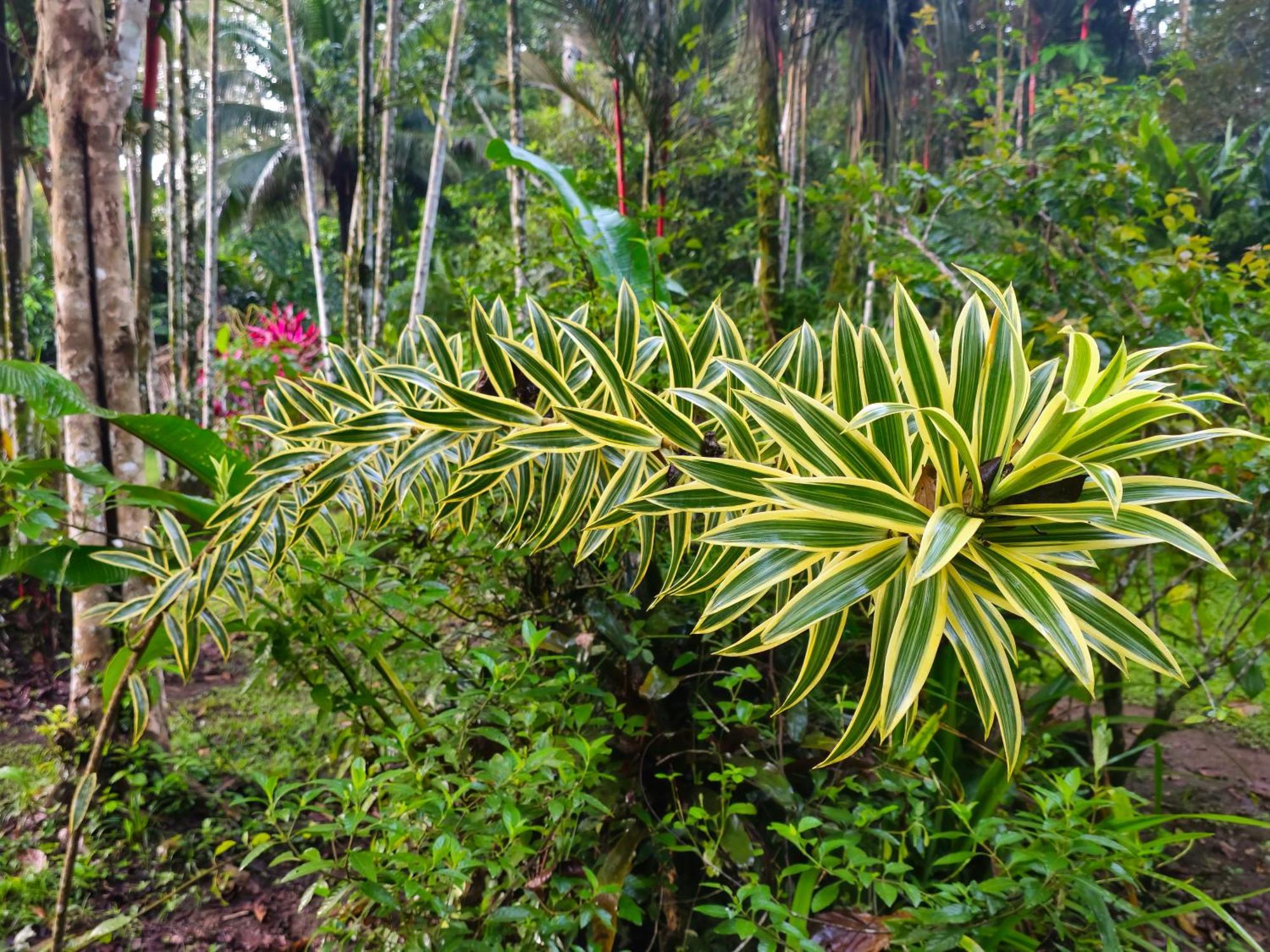 Wildlife Lodge Cahuita Exterior photo