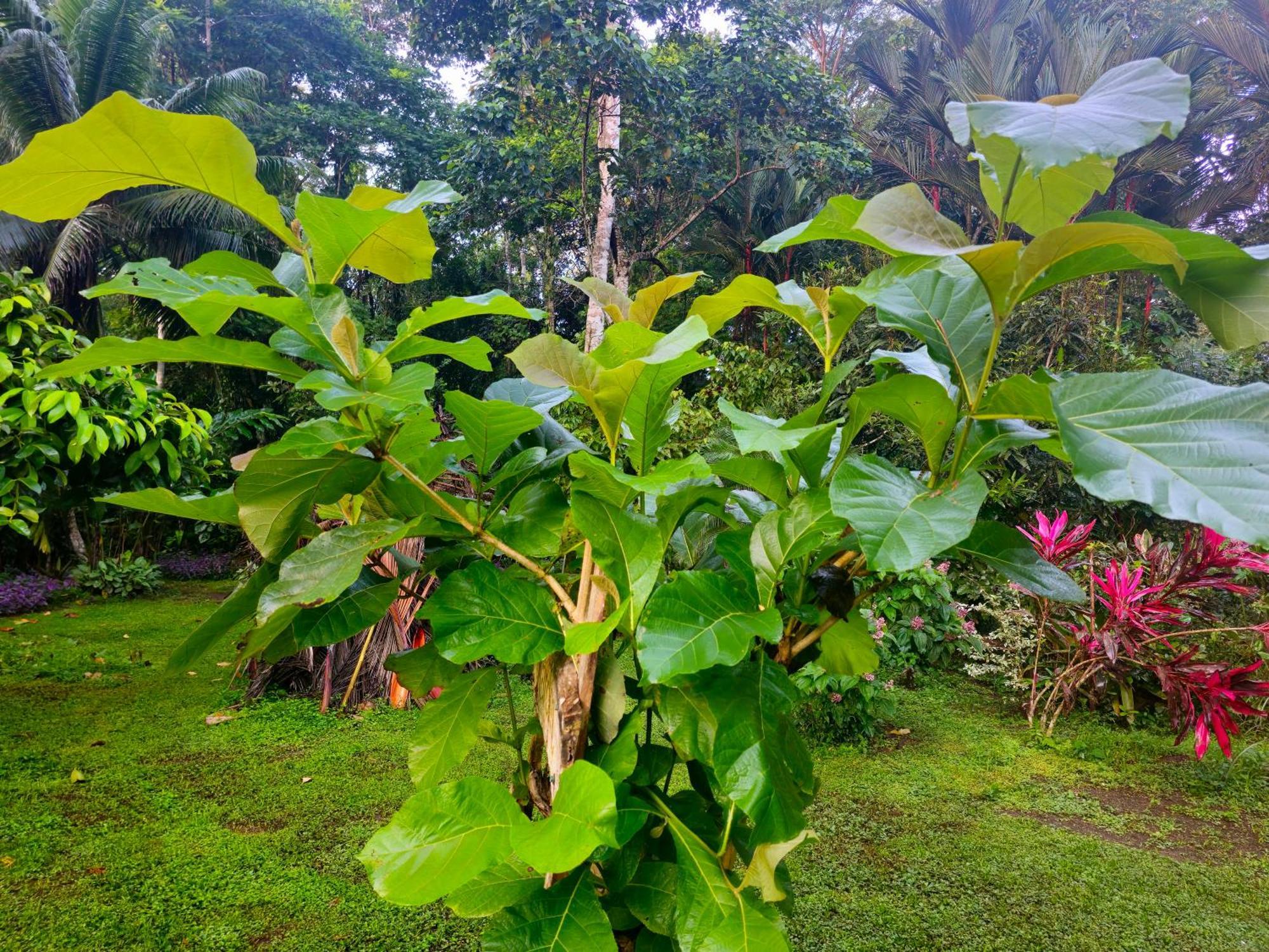 Wildlife Lodge Cahuita Exterior photo