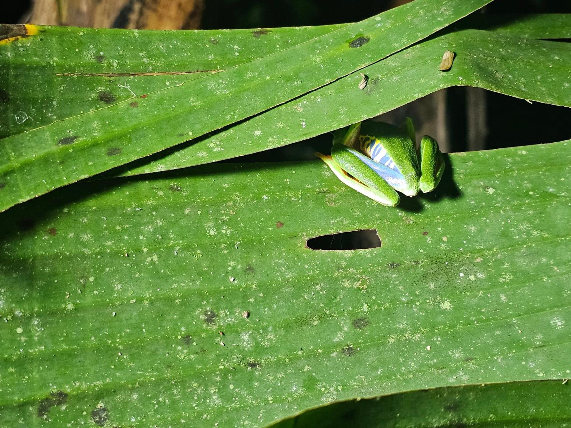 Wildlife Lodge Cahuita Exterior photo