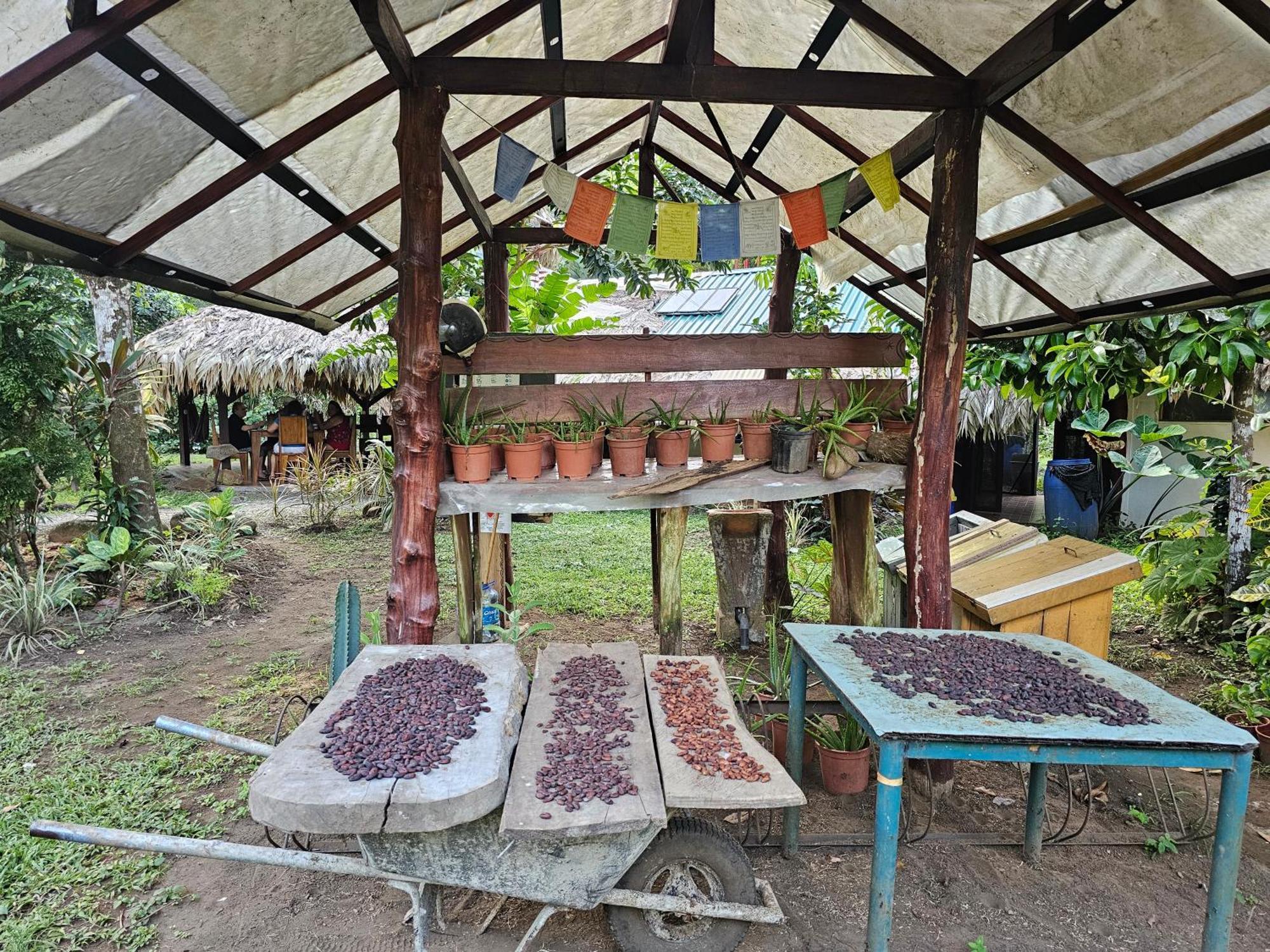 Wildlife Lodge Cahuita Exterior photo